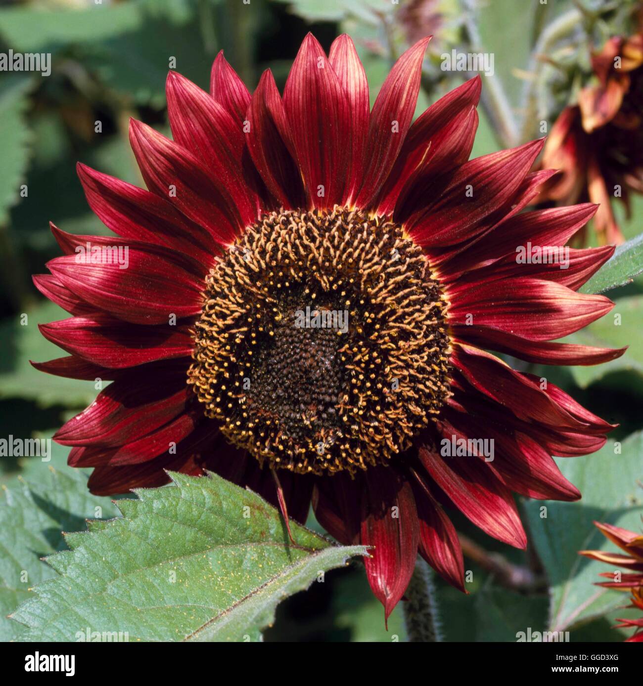 Sunflower - `Floristan'   ANN092194 Stock Photo